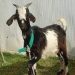 Policías evitan multitud linchara hombre sorprendido robando un chivo en Barahona