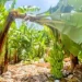 Gobierno inicia compra de bananos a productores de azua afectados por tormenta franklin
