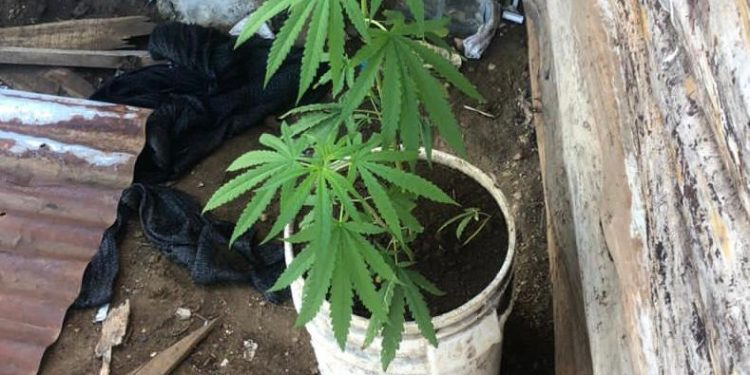 Apresan mujer con tres matas de marihuana en punto de drogas en Mao 