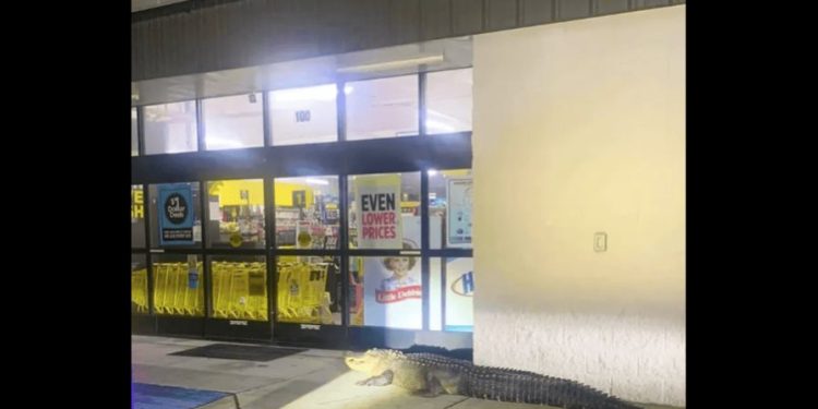 Encuentran a un cocodrilo gigante esperando «pacientemente» a que se abra una tienda de un dólar en Luisiana