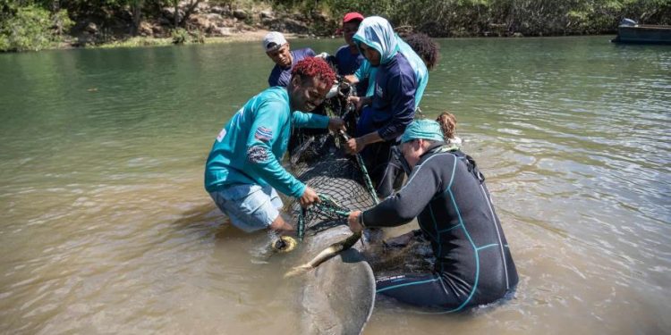 Muere manatí Pepe en La Romana tras heridas causadas por embarcación