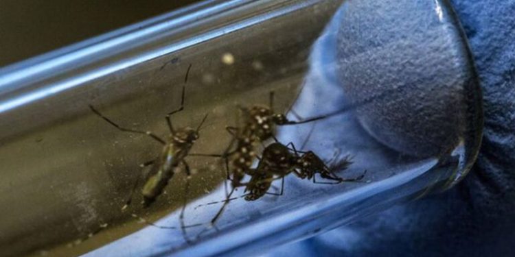 Dengue: ¿Qué diferencia hay entre el clásico y el hemorrágico?