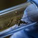Dengue: ¿Qué diferencia hay entre el clásico y el hemorrágico?