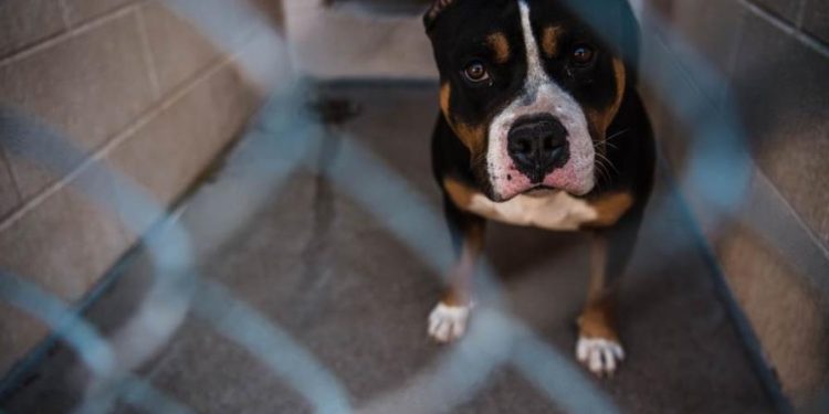 Un hombre se enfrenta a más de 180 cargos por maltrato animal en Miami