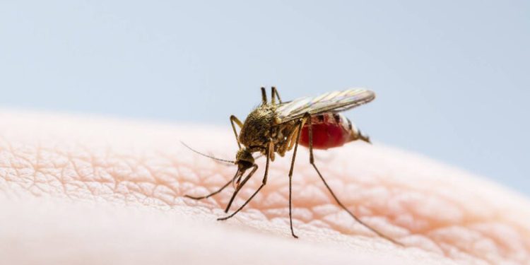 Guerra avisada contra dengue