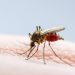 Guerra avisada contra dengue