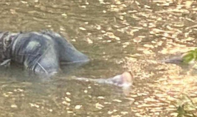 Localizan cadáver de hambre flotando en río yaque del Norte en Montecristi