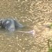 Localizan cadáver de hambre flotando en río yaque del Norte en Montecristi