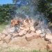 Haití quema 15 mil huevos procedente de RD