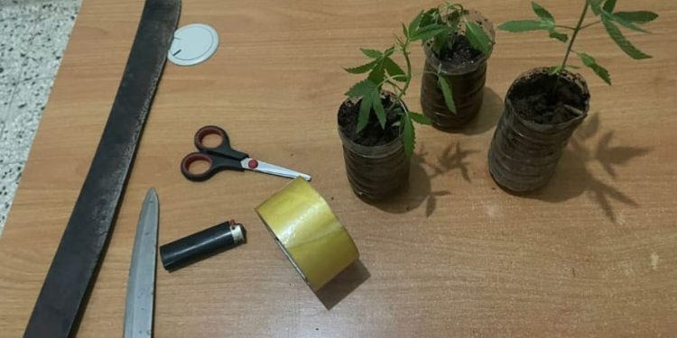 Policía decomisa varias plantas de marihuana en el municipio de Guananico