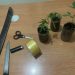 Policía decomisa varias plantas de marihuana en el municipio de Guananico