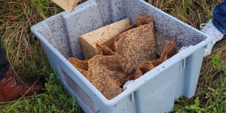 RD se encamina a erradicación mosca del Mediterráneo