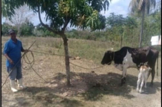ERD recupera animales robados en momentos que serian cruzados hacia Haití