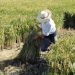 Denuncian migrantes destruyen  cosecha de arroz a su paso por la frontera Dajabón
