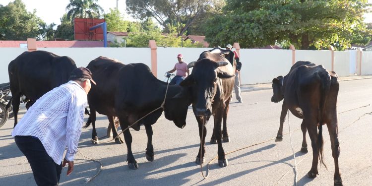 Ganaderos de Dajabón pagaron más de 100 mil pesos por devolución de vacas robadas y cruzadas hacia Haití