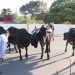Ganaderos de Dajabón pagaron más de 100 mil pesos por devolución de vacas robadas y cruzadas hacia Haití