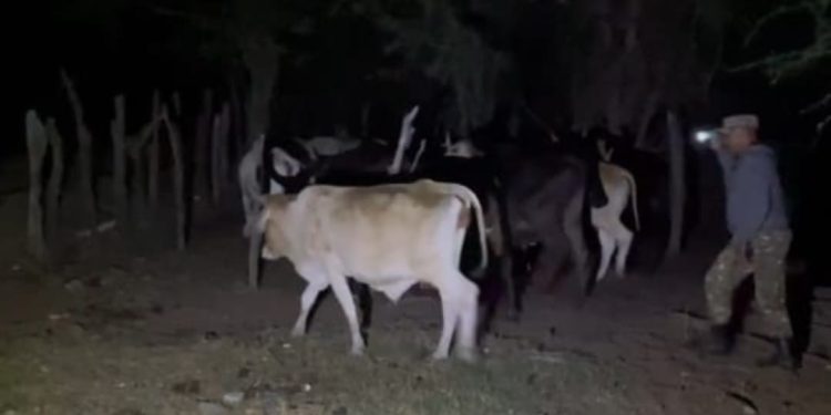 Vídeo; El ejército recupera a tiros un ganado robado este Viernes Santos en Dajabón   