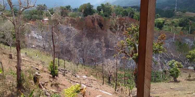 Incendios forestales afectan zona boscosa entre Pedro Santana y Dajabón