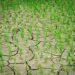 Cultivos de arroz  se pierden por falta de agua en el proyecto bajos Yaque del Norte en las Matas de Santa Cruz