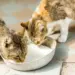 Leche de vacas con gripe aviar mata más de una decena de gatos en EEUU