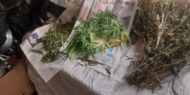 Decomisan plantación de presunta marihuana en una azotea de una vivienda en Puerto Plata