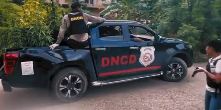 Descubren 47 matas marihuana en una azotea de Puerto Plata