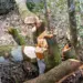 Apresan hombre por depredar bosque en el Parque Nacional Nalga de Maco