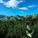 Apresan empresario por supuesta siembra y depredación en Parque Nacional Nalga de Maco
