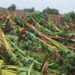 Ventarrón y granizadas provocaron daños a cultivos agrícolas y viviendas en Santa María Montecristi