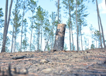 Situación ambiental en la Frontera