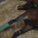 Denuncian asesinatos caballos en el Hipódromo V Centenario