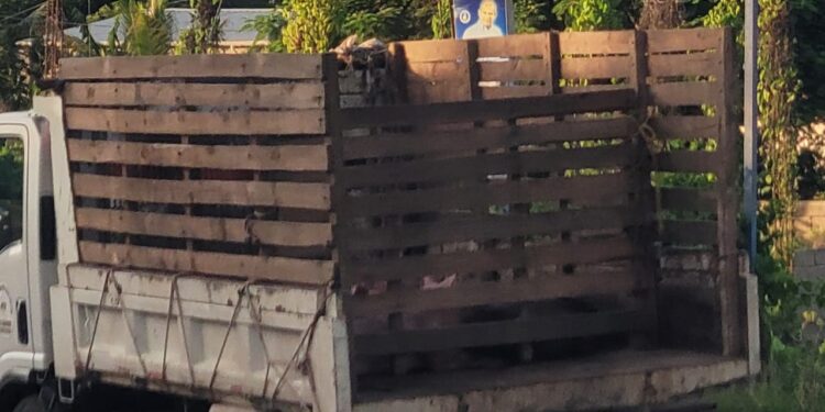 Utilizan camión del distrito Cañongo para transportar Puercos fuera de jurisdicción