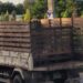 Utilizan camión del distrito Cañongo para transportar Puercos fuera de jurisdicción