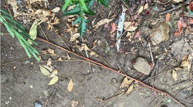 Hallan cadáver de adolescente haitiana en matorrales de Montecristi