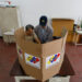 La OEA aprueba una resolución que pide publicar las actas electorales de Venezuela