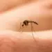 Día contra el dengue