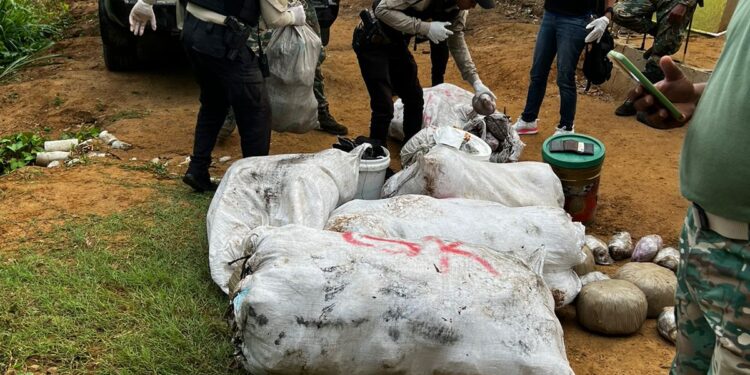 Incautan alijo de 547 pacas de  marihuana en comunidad de Puerto Plata
