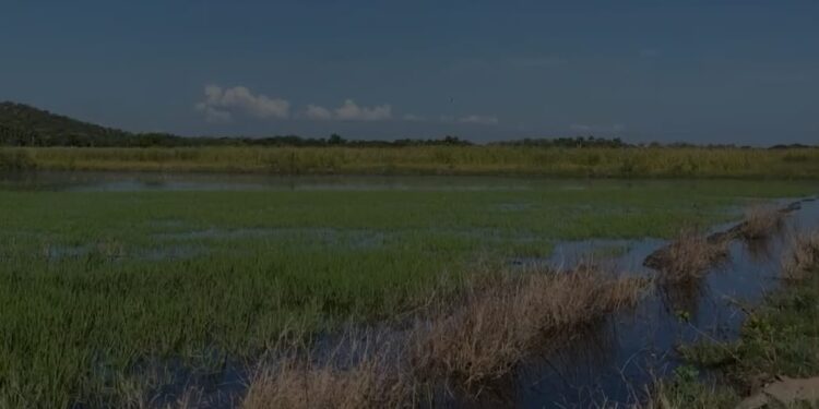 Vídeo; Parceleros denuncian inundaciones de sus predios por obstrucción del Muro fronterizo en la Vigía Dajabón