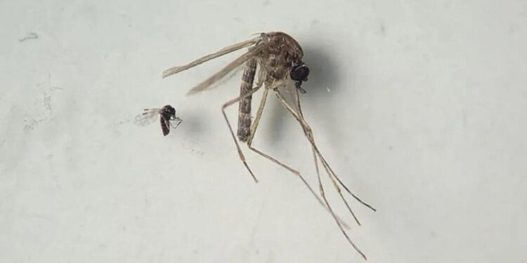 SP emite alerta epidemiológica tras detectar virus Oropouche
