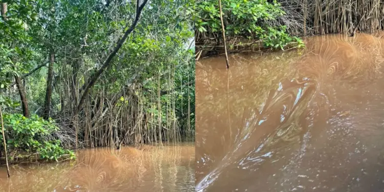 Medio Ambiente estudia aguas en Laguna Limón de Miches donde miles de peces han muertos