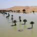 Las intensas lluvias devuelven la vida al desierto del Sáhara
