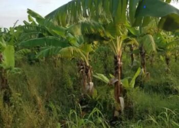 Opinión: La extinción del Proyecto la Cruz Manzanillo