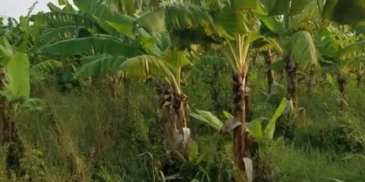 Opinión: La extinción del Proyecto la Cruz Manzanillo