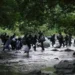 Solidaridad entre migrantes, la diferencia entre morir o sobrevivir a la selva del Darién