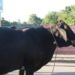 Cuatreros roban toro y 11 reces de ex alcalde Loma de Cabrera