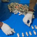 Arrestan a nigeriano con 134 bolsitas de cocaína en el estómago