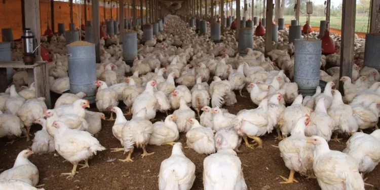 Productores pollo piden a Abinader intervenga
