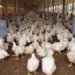 Productores pollo piden a Abinader intervenga