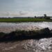 Desbordamiento por crecida del río Masacre inunda fincas arroceras en la Vigía Dajabon
