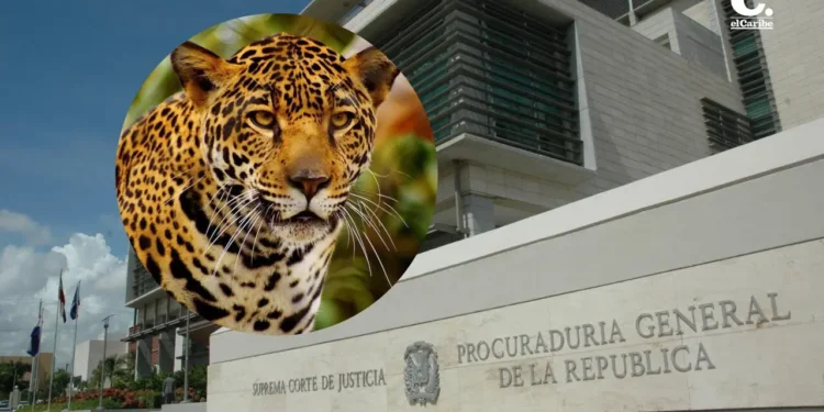 Operación Panthera 7: Alcalde de Bayahibe y su hijo entre los arrestados, piden prisión preventiva